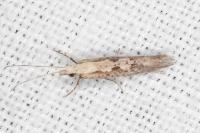 Plutella xylostella