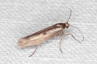 Parahyponomeuta egregiella