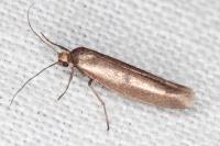 Parahyponomeuta egregiella