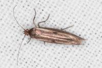 Parahyponomeuta egregiella