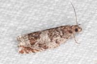 Ancylis achatana