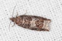 Ancylis achatana