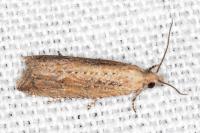 Bactra