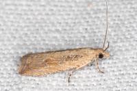 Bactra