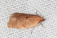 Clepsis consimilana
