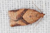 Clepsis consimilana