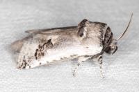 Parahypopta caestrum