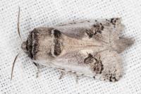 Parahypopta caestrum