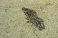 Alucita huebneri