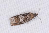 Ancylis achatana