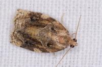 Archips xylosteana