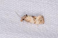 Neocochylis molliculana