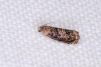 Grapholita janthinana