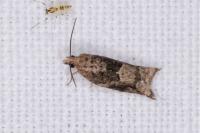 Rhopobota naevana