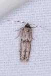Blastobasis phycidella