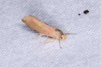 Crassa unitella