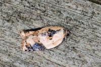 Acleris variegana