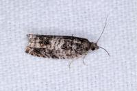 Ancylis achatana