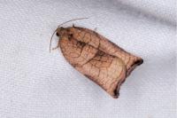 Archips podana