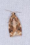 Archips xylosteana