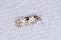 Cochylis