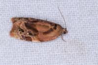 Ditula angustiorana