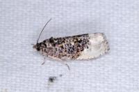 Hedya nubiferana