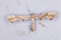 Cnaemidophorus rhododactylus