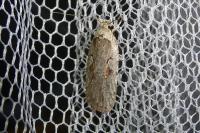 Agonopterix ocellana