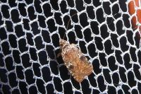 Agonopterix purpurea