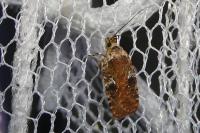 Agonopterix purpurea