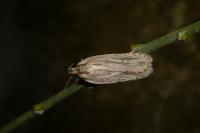 Agonopterix umbellana