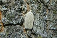 Agonopterix