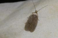Agonopterix