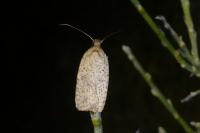 Agonopterix