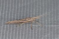Ypsolopha mucronella