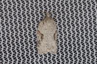 Acleris kochiella