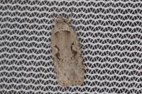 Agonopterix ocellana