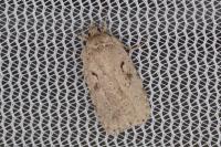 Agonopterix ocellana