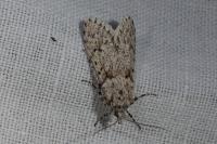 Diurnea fagella
