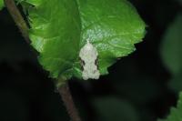 Acleris kochiella