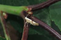 Argyresthia