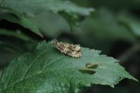 Celypha lacunana