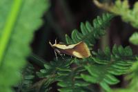 Harpella forficella