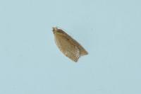 Clepsis consimilana
