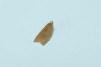 Clepsis consimilana