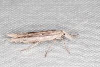 Ypsolopha mucronella