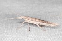Ypsolopha mucronella