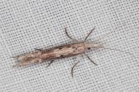 Ypsolopha mucronella