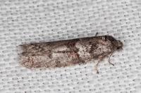 Tortricodes alternella